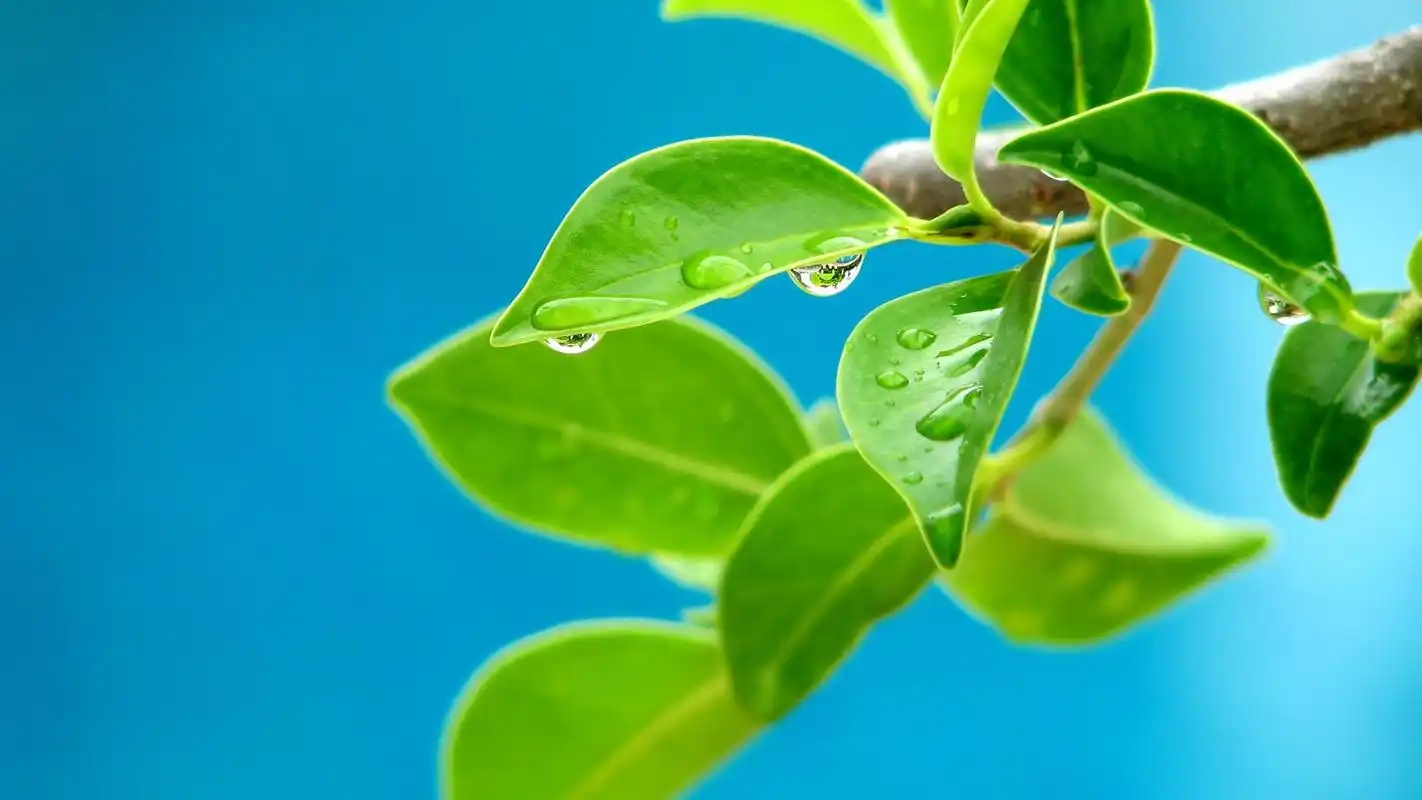 绿色养眼的叶子唯美图片桌面护眼壁纸