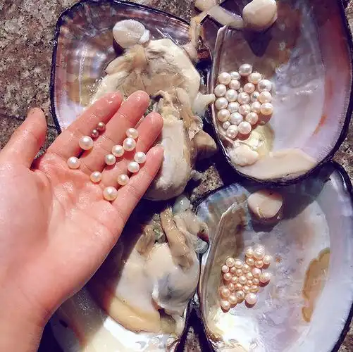铭心 珍珠蚌自己开 珍珠蚌盲盒 蚌取珍珠天然淡水活