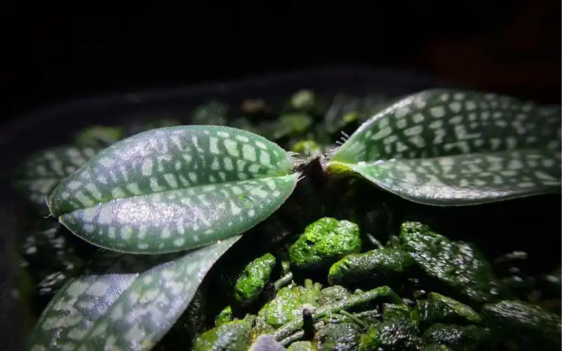 朗氏兜兰_哔哩哔哩_bilibili