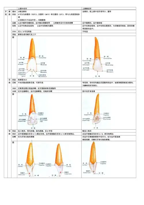 牙体形态总结上颌中切牙和侧切牙