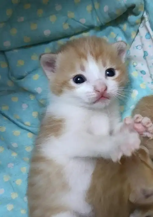 南山英短橘猫串找领养