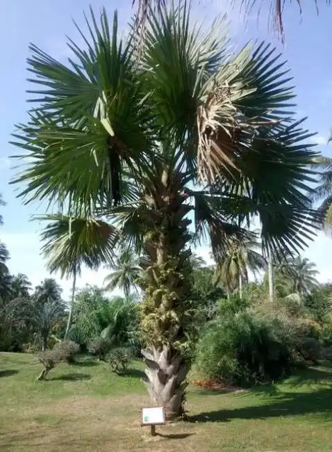 贝叶经是刻写在贝叶棕树叶子上的佛经,源于古印度.