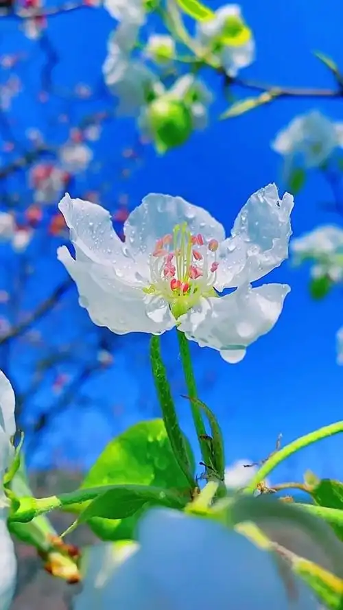 春天有花,花中有念,悲喜皆是深情;春风十里不及相遇有你,晴空万里,不