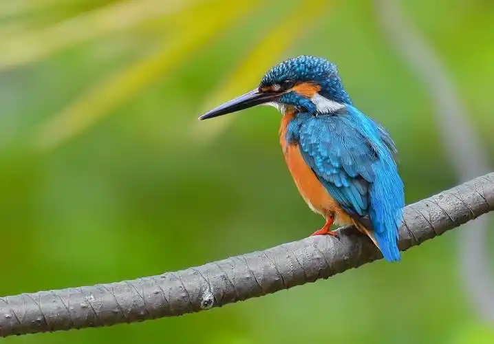 翠鸟图片鸟类翠鸟