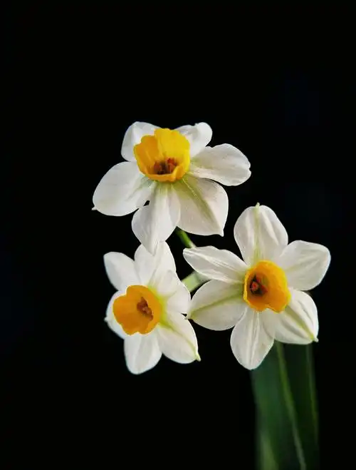 家有水仙在绽放