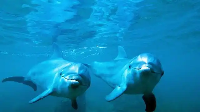 这几种海洋生物,不仅喜欢和人类互动,而且一个比一个软萌