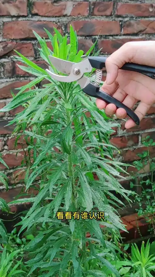 农村路边的飞蓬草,原来价值这样好-度小视