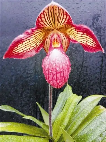 杂交兜兰(硬叶兜兰×国王兜兰)