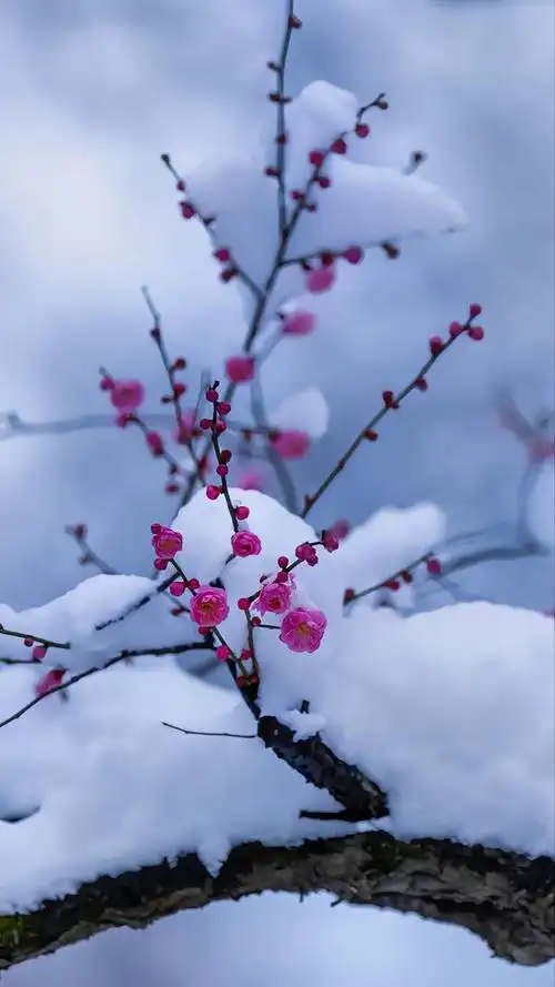 城南小陌又逢春,只见梅花不见人,人有生老三千疾