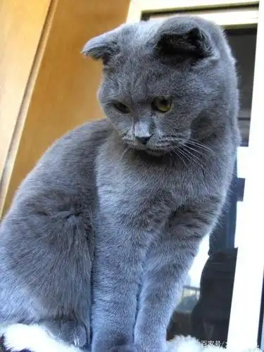 英短蓝猫和美短蓝猫傻傻分不清?学会这一招一秒分清