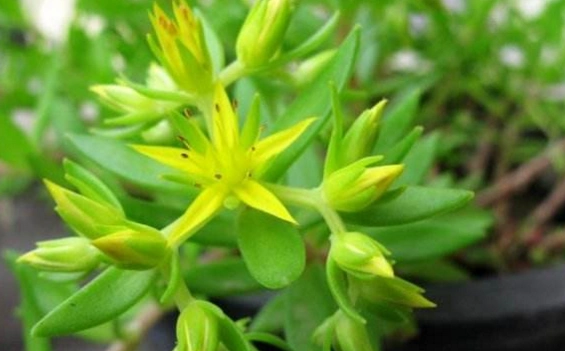 农村哪些草药止痒 止痒草的作用和功效