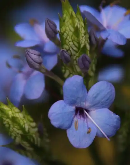 板蓝花的样子,谁有图片?