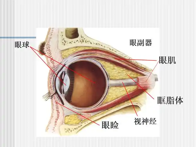 人体解剖学感觉器ppt