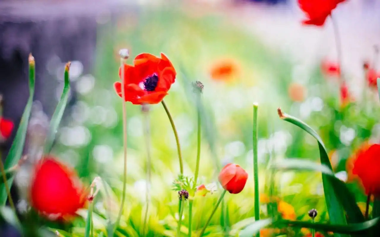 娇艳唯美的罂粟花图片高清壁纸