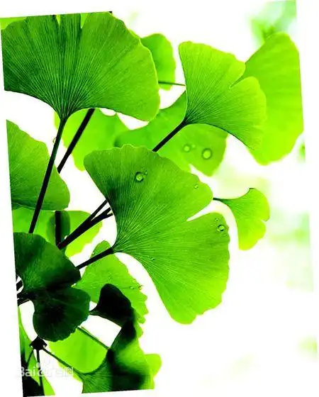 银杏树的叶子好像什么?