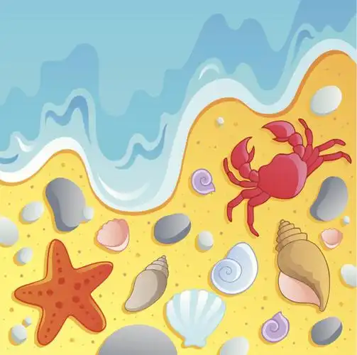 贝壳,海滩,海洋生命,一只动物,水矢量图素材_id:162278861