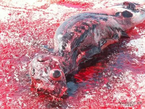 可以把图片弄得很恶心的软件