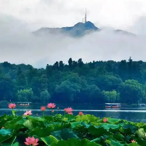 西湖夏日好风光,莲叶藕花处处香_荷花_@shallwe_江志清
