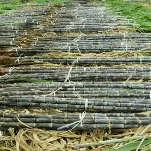 甘蔗黑皮甘蔗253米68cm甜可口水多