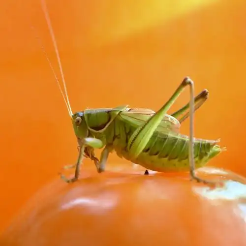 冬季里的鸣虫蝈蝈