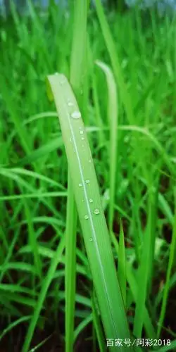 雨后青青草