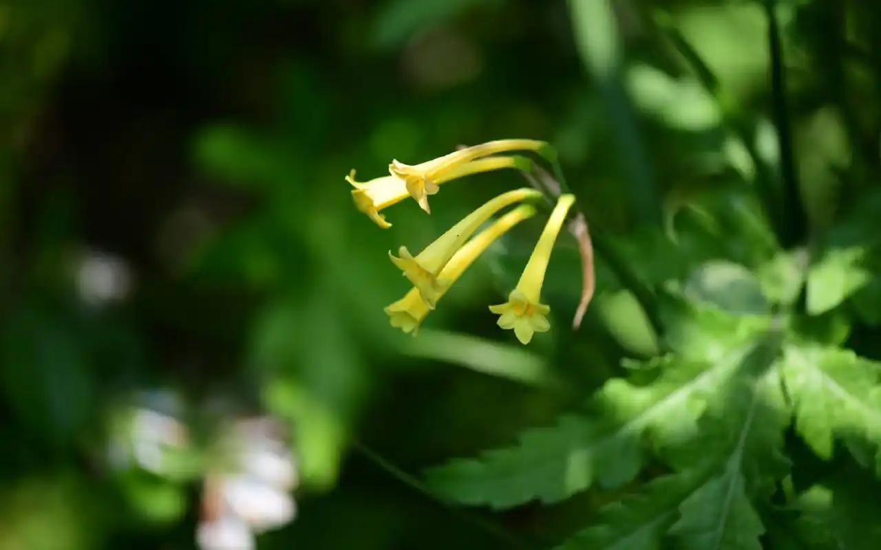 清新护眼植物花卉图片桌面壁纸