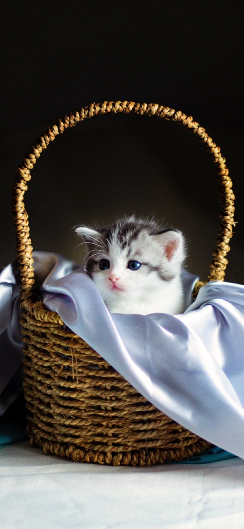 小猫咪宠物背景