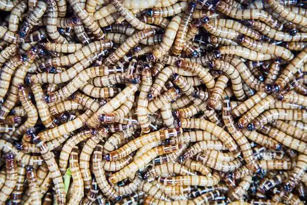 竹虫,相信不少人都比较熟悉,它长期以来都被视为一种富含蛋白质