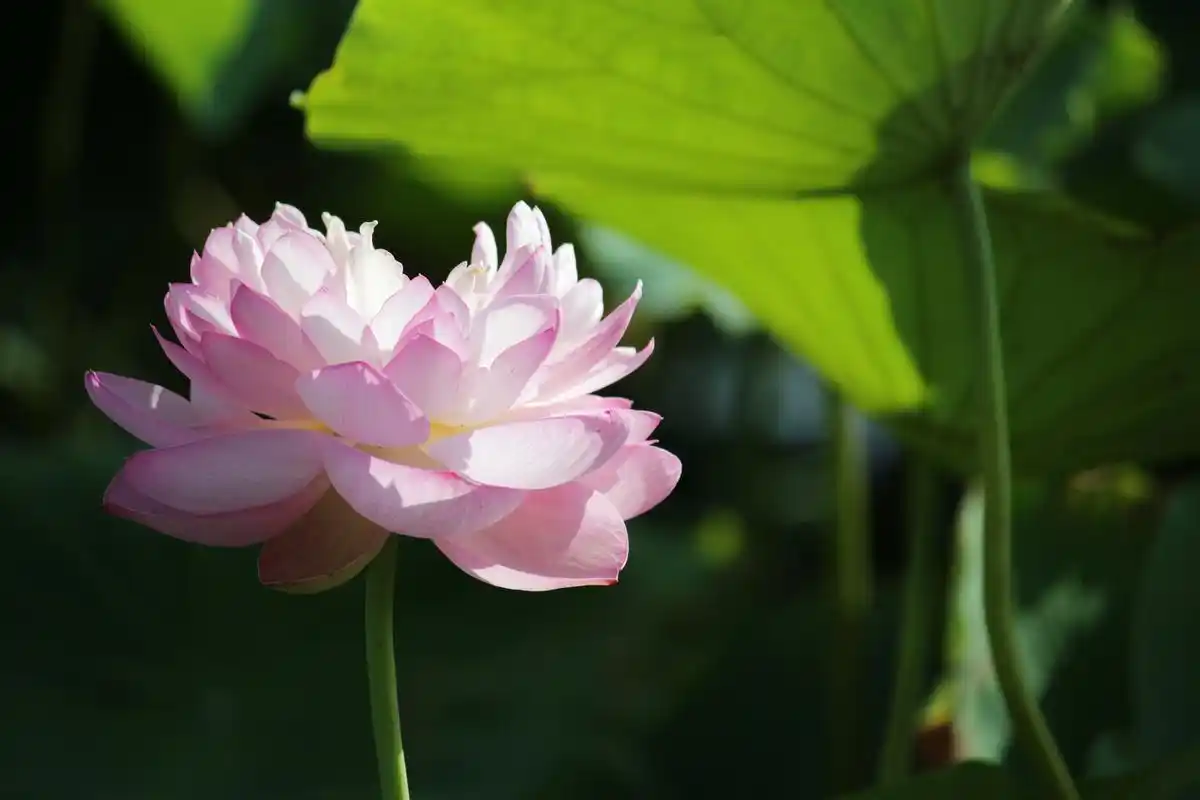 感受夏日清凉,为荷而来,历代咏荷花咏莲花诗词大全收藏!