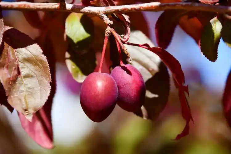 1,紫叶李果实能吃紫叶李的果实是比较小的,完全成熟后果子口感的酸酸