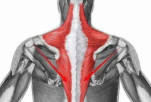 斜方肌太弱,不仅影响胸背锻炼,还会导致圆肩,头前倾等体态问题