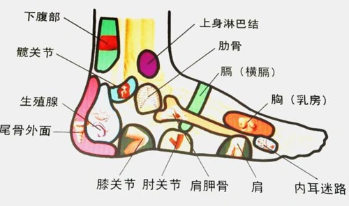脚上的哪个穴位经常按揉,能促进血液循环,预防癌症?
