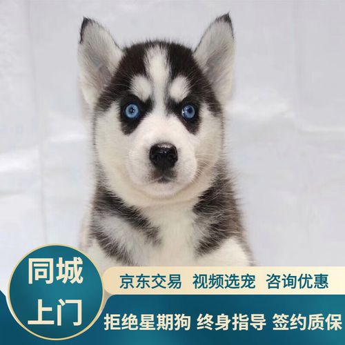 宁宠 哈士奇幼犬宠物狗二哈狗狗活体幼崽狗活体小狗宠物活体 宠物级