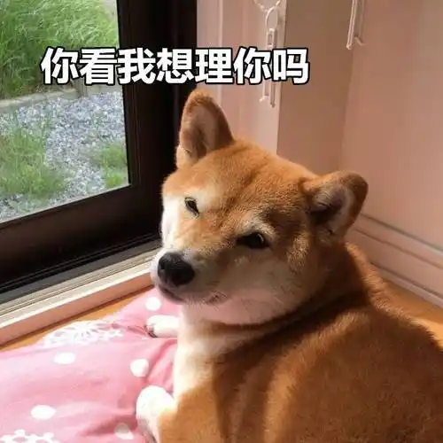 你看我想理你吗一组柴犬表情包柴犬狗子表情
