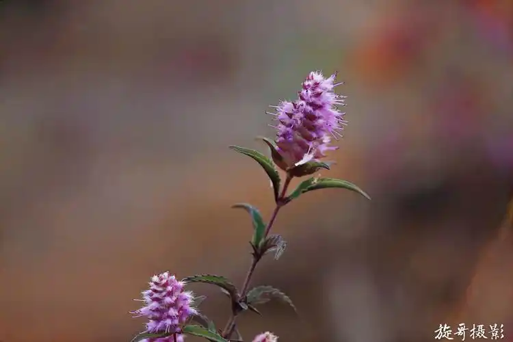 鲁班造锯的植物——海州香薷