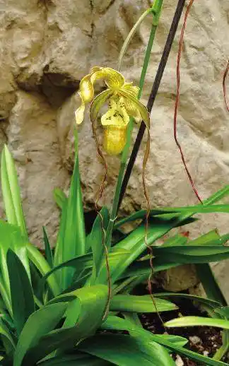 10,"汉妮"美洲兜兰园艺品种.