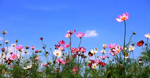 蓝天下的格桑花