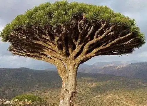 云南会流血的树血能止血点燃不会着火还有很多人为它丧命