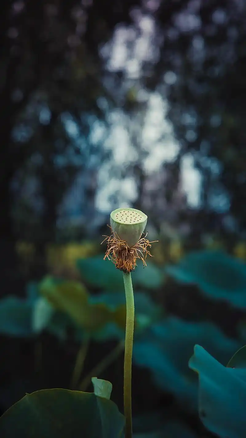 炎炎夏日,祝你好运莲莲.#夏日荷花 #唯美意境 - 抖音