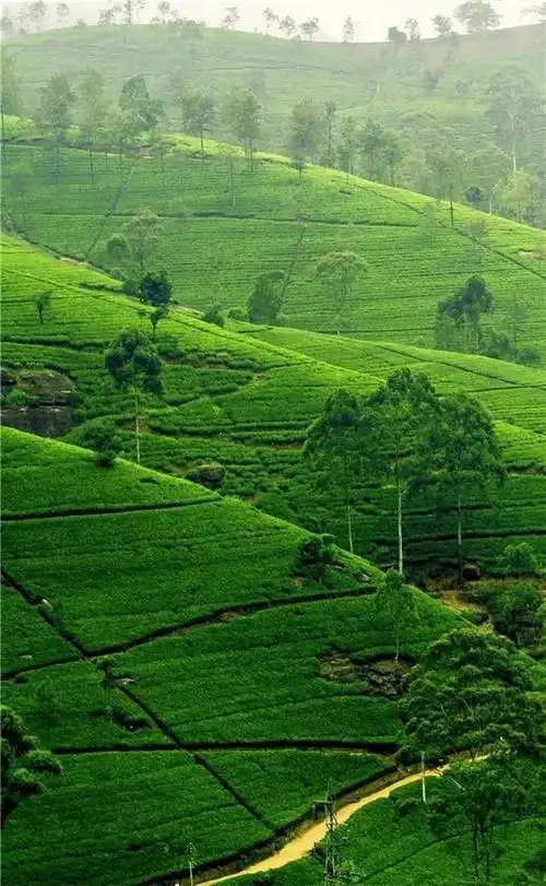 保护眼睛的桌面壁纸,绿色桌面背景图护眼(高清养眼绝美手机壁纸102张)