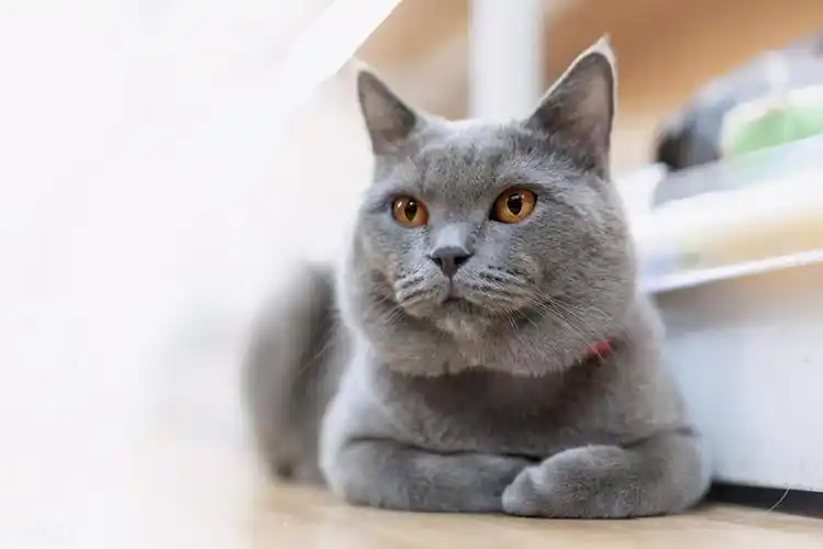 英国短毛猫的祖先们可以说是"战功赫赫",早在2000多年前的古罗马帝国