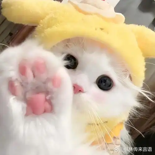 超可爱的猫猫头像