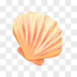 卡通手绘扇贝贝壳免抠元素