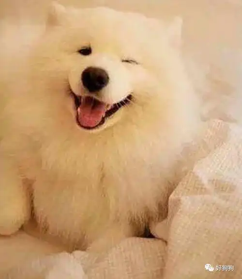 表情包,看这些狗子就够了!