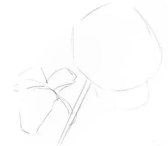 素描入门:玫瑰素描简单画法步骤-露西学画画