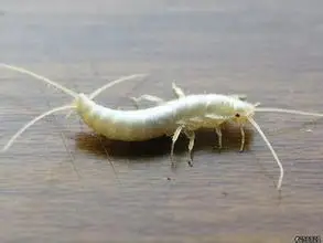 有许多足,身体呈白色的虫子,像蜈蚣,爬的快是什么虫?