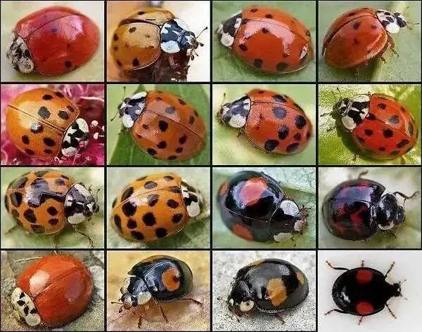 异色瓢虫的花花世界