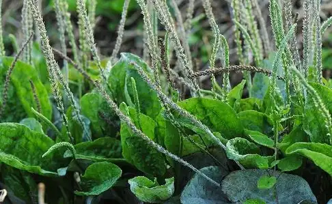 坚持用车前草泡水喝,可能会给身体带来这些变化,或许!