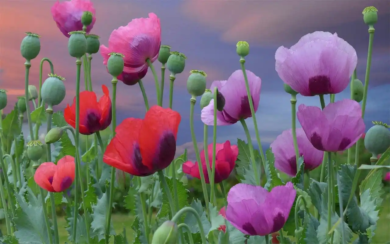 唯美植物花卉摄影小清新电脑桌面壁纸图片大全高清大图预览1920x1200