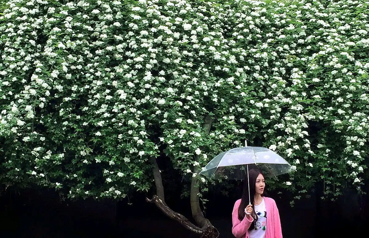 七里香香飘千家万户